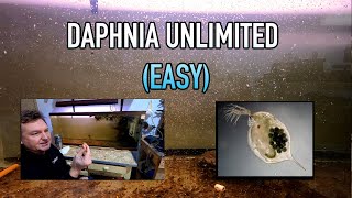 How I Raise Daphnia Water Fleas And You Can Too [upl. by Richella]