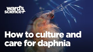 Caring and Culturing for Daphnia [upl. by Gena]