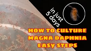 How to Culture Magna Daphnia Easily [upl. by Obeded785]