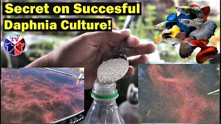 How to Culture Daphnia Successfully [upl. by Pembroke787]