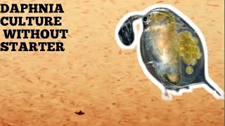 HOW TO CULTURE DAPHNIA NATURALLY WITHOUT A STARTER [upl. by Annoyik]