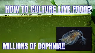 How to Culture Daphnia Secret Method to Breed MILLIONS  Simply Aquatic [upl. by Ahsakal]