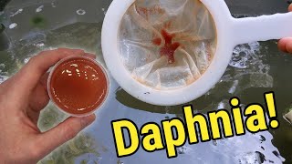 How I Culture Daphnia In Outdoor Tubs [upl. by Ttelracs]