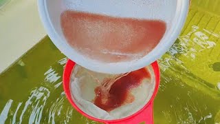 How to culture daphnia  Daphnia culture  How to grow daphnia outdoor [upl. by Heins]