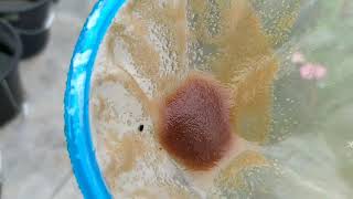 How to culture daphnia moina in a small container Part 1 English Subtitle [upl. by Calondra]