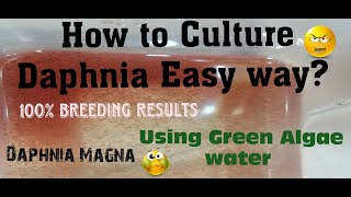 Daphnia MagnaHow to Culture Daphnia Easy wayCulturing Daphnia using Green water Daphnia [upl. by Nylhtac]