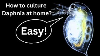 BEST Live Fish Food Beginner guide How to Culture Daphnia at home [upl. by Malony]