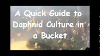 How to culture daphnia outside [upl. by Onida32]