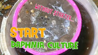 How to culture daphnia moina the easy way 1  Starting the Daphnia culture [upl. by How]