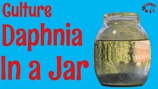 How to Culture Daphnia in a Jar [upl. by Erot2]