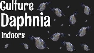 How to Culture Daphnia [upl. by Winters]