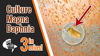 How to culture DAPHNIA MAGNA  The easy way [upl. by Bound564]