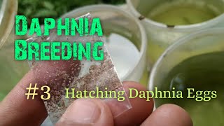 Daphnia Culture made simple and easy 3  Hatching Daphnia eggs [upl. by Enahc]