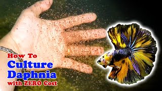 How to Culture Daphnia with ZERO Cost  Unlimited Live Food For Our Fish [upl. by Eidlog]