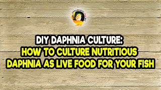 DIY Daphnia Culture How to Culture Nutritious Daphnia as Live Food for Your Fish [upl. by Ahsaet]