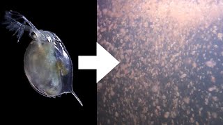 How I Culture Daphnia [upl. by Photima467]