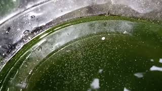 DAPHNIA MOINA CULTURE IN A SMALL BUCKET [upl. by Giguere267]