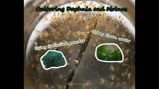 How To Culture Daphnia and Moinas using Green Water Spirulina powder [upl. by Andy]