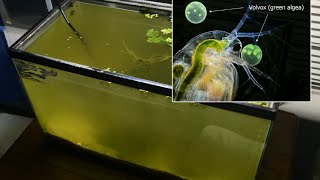 Raising Daphnia for the Freshwater Aquarium [upl. by Venetia]