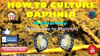 HOW TO CULTURE DAPHNIA In Easy Way [upl. by Wappes]